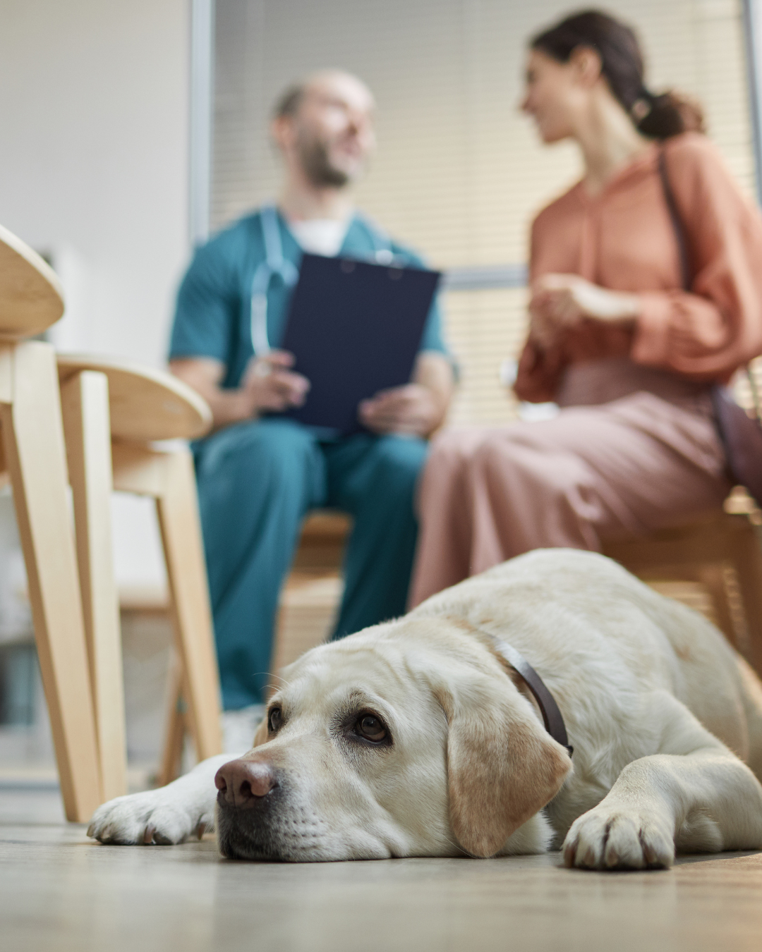 Labrador retriever lying on a veterinary clinic floor with a vet and pet owner talking in the background.
